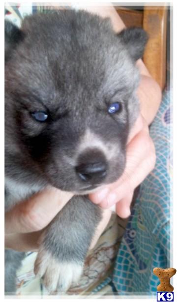 Puppies in NV